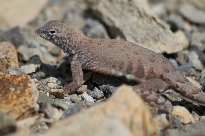 Greater Earless Lizard