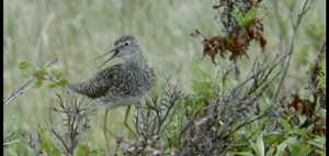 Greater Yellowlegs