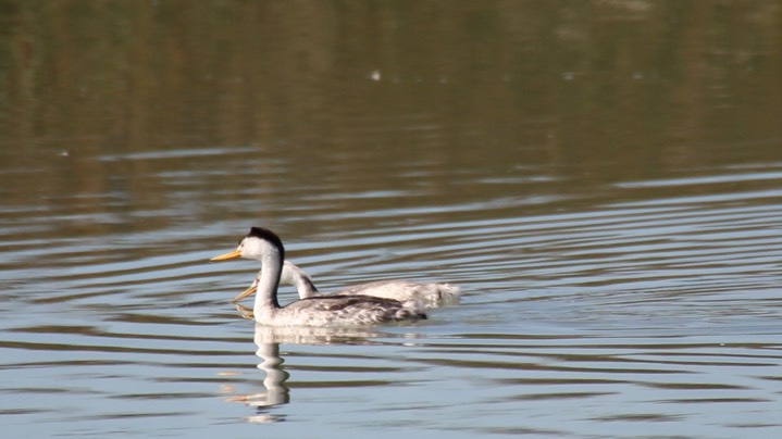 Grebe, Clark's 1