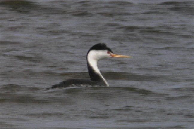 Grebe, Clark's 1