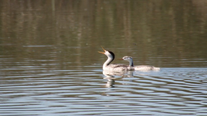 Grebe, Clark's 2