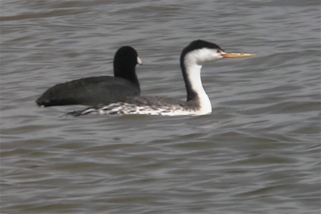 Grebe, Clark's 2