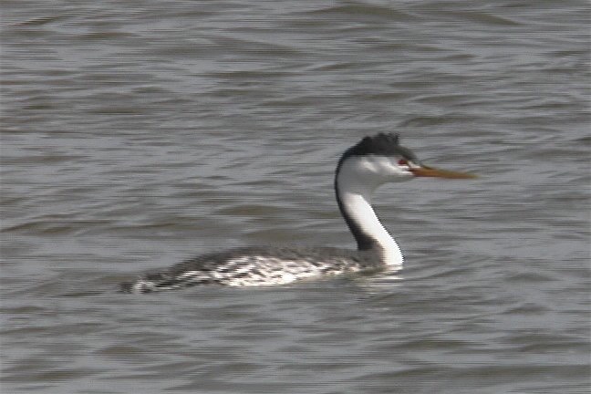 Grebe, Clark's 3