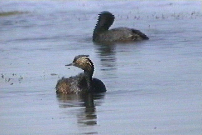 Grebe, Eared 1