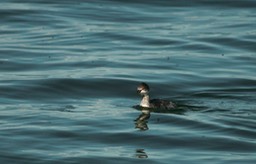 Grebe, Eared a