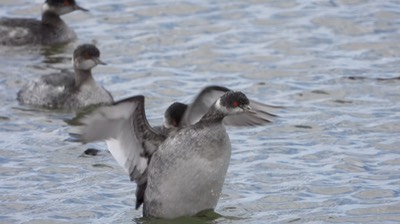 Grebe, Eared (Baja) c