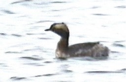 Grebe, Horned 1