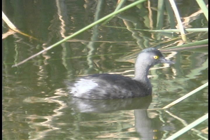 Grebe, Least 1