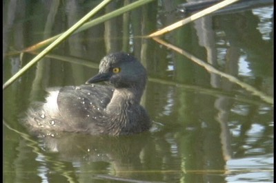 Grebe, Least 2