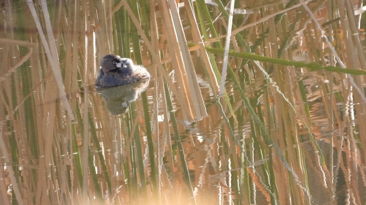 Grebe, Pied-billed - Baja California