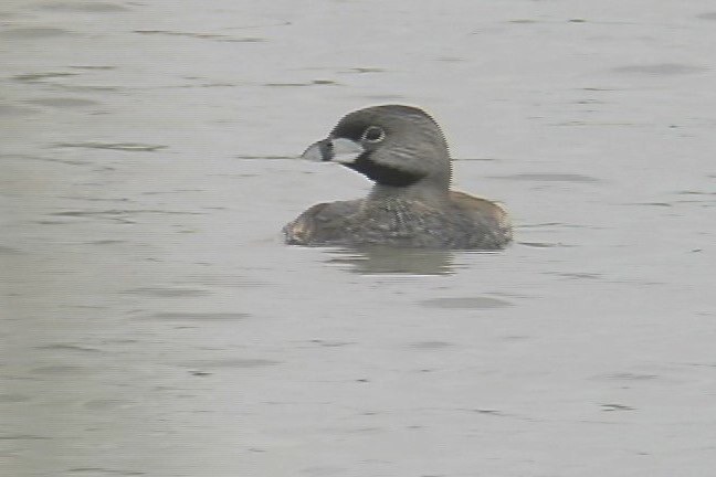 Grebe, Pied-billed 1