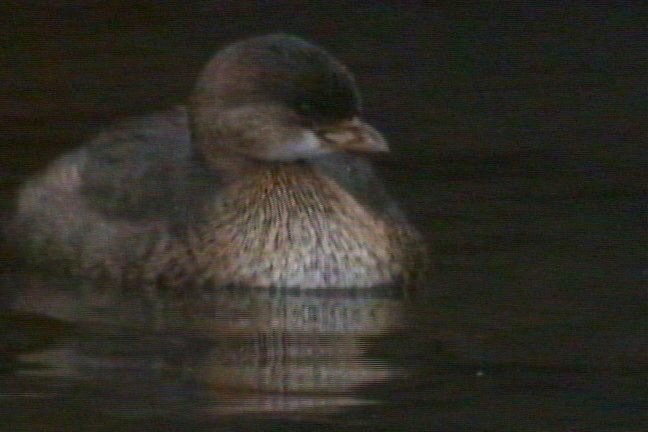 Grebe, Pied-billed 1_1