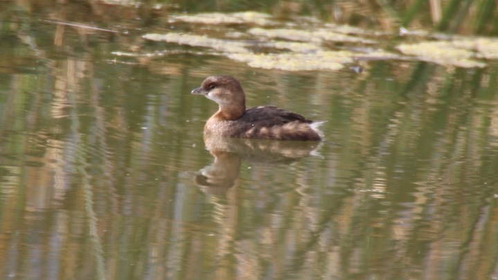 Grebe, Pied-billed (Oregon) 1