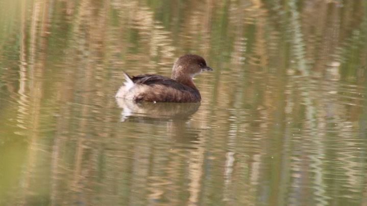 Grebe, Pied-billed (Oregon)