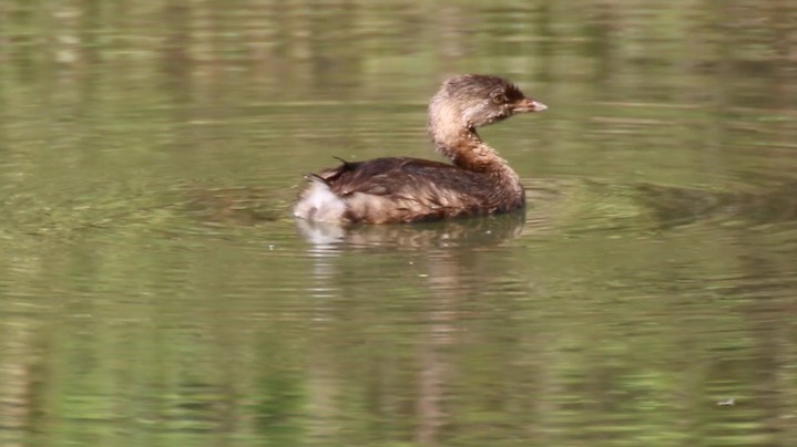 Grebe, Pied-billed (Washington) 1