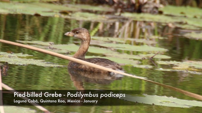 Grebe, Pied-billed