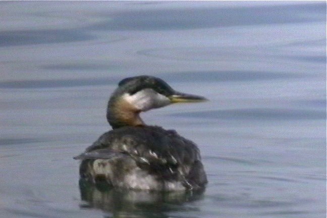 Grebe, Red-necked 1