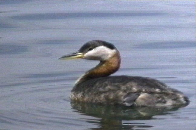 Grebe, Red-necked 3