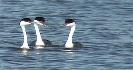 Grebe, Western 1_1