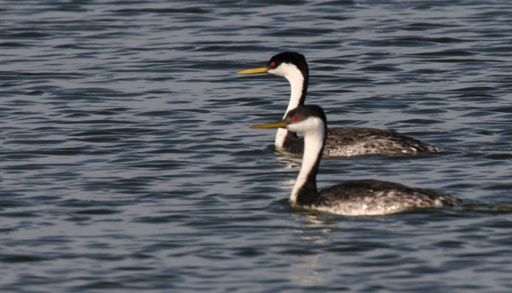 Grebe, Western 1