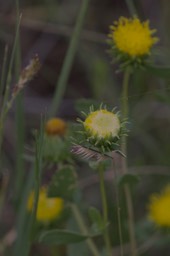 Grindelia squarrosa, Curly-Cup Gumweed