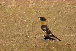 Grosbeak, Black-headed 5