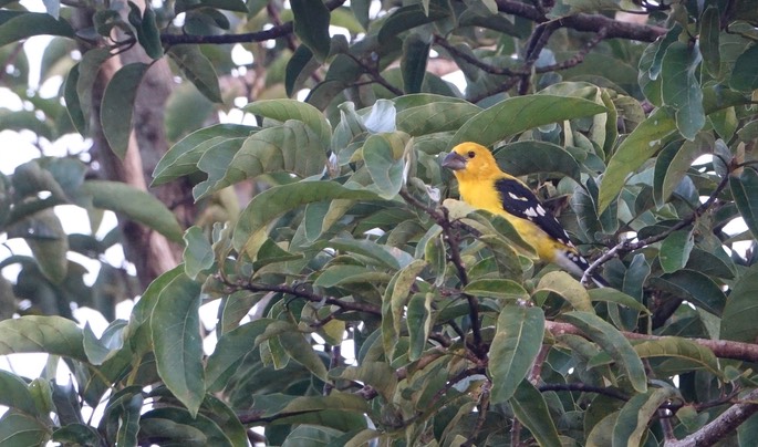 Grosbeak, Mexican Yellow - Pheucticus chrysopeplus - Rancho Primavera, El Tuito, Jalisco, Mexico