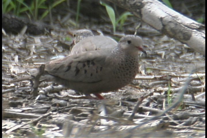 Ground-Dove, Common 1