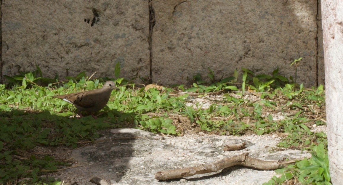 Ground-Dove, Ruddy