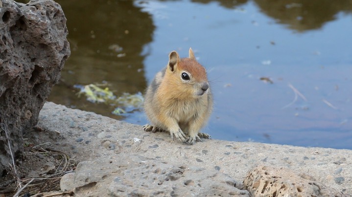 Ground Squirrel, Golden Mantled (Oregon) 1