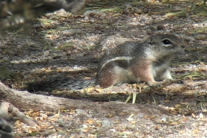 Ground-Squirrel, Harris Antelope 2