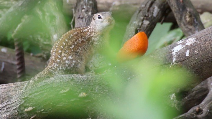 Ground-Squirrel, Mexican 1