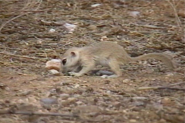 Ground-Squirrel, Roundtail 1