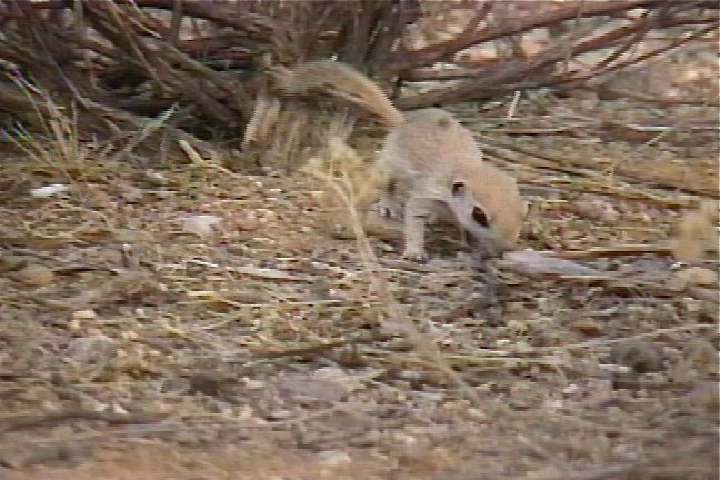 Ground-Squirrel, Roundtail 2