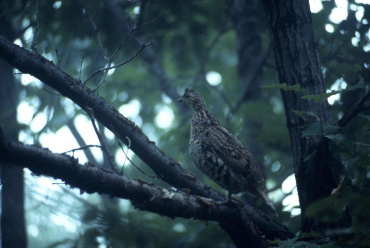 Grouse, Ruffed b