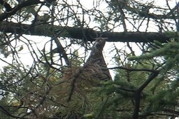 Grouse, Spruce 2