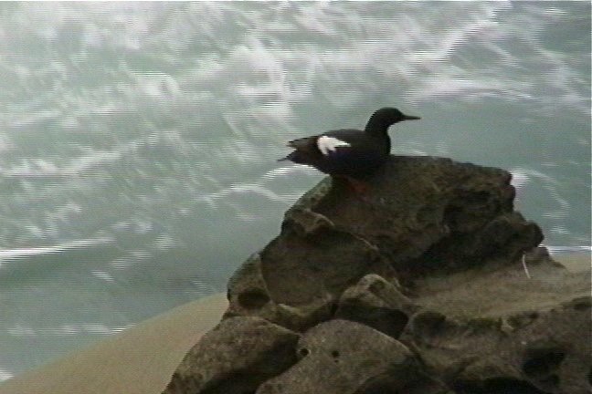 Guillemot, Pigeon 1