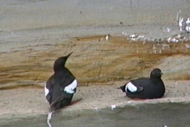 Guillemot, Pigeon 3