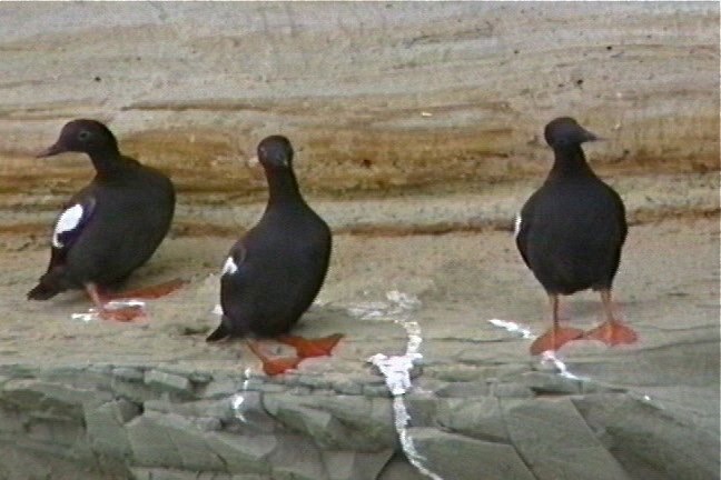 Guillemot, Pigeon 5