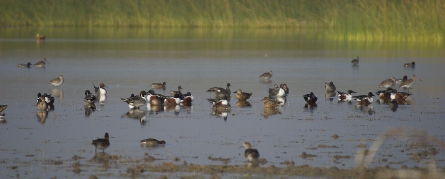 Gujarat Marsh 2