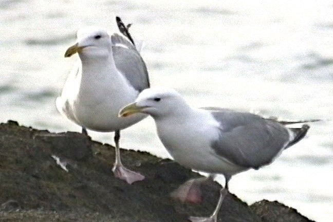 Gull, American Herring 2