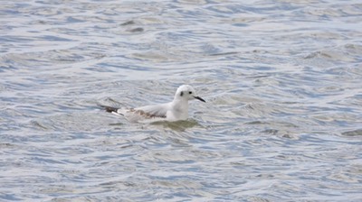 Gull, Bonaparte's (Baja)