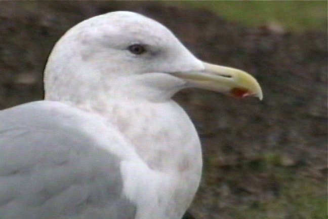 Gull, Glaucous-winged 1