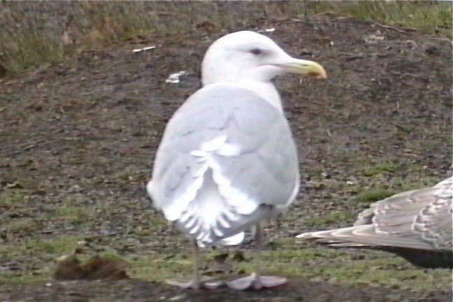 Gull, Glaucous-winged 2