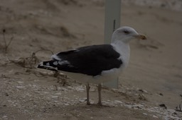 Great Black-backed Gull, Chincoteague National Wildlife Refuge Maryland