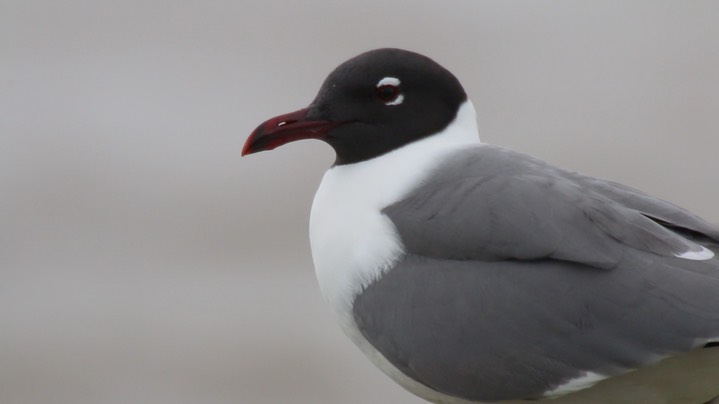 Gull, Laughing 2