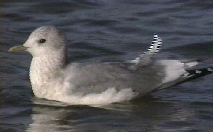 Gull, Mew 2_1