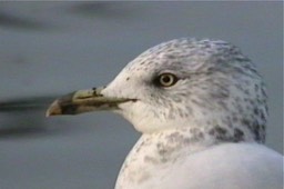 Gull, Ring-billed 1_1