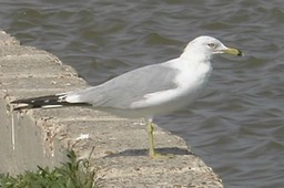 Gull, Ring-billed 2