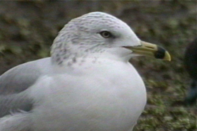 Gull, Ring-billed 2_1